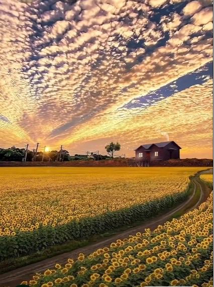 A sack of wheat with wheat ears spilling out, framed by a yellow square border.